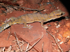 Oedura cincta
