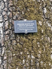 Neuroterus washingtonensis