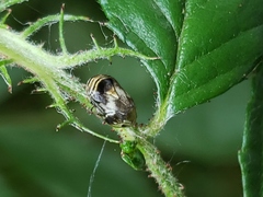 Clastoptera obtusa