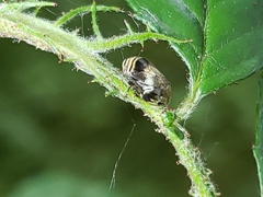 Clastoptera obtusa
