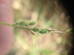 Urochloa ciliatissima