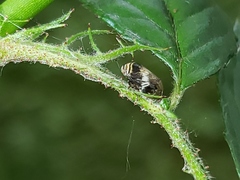 Clastoptera obtusa