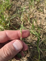 Urochloa ciliatissima