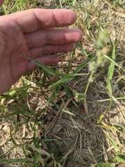 Urochloa ciliatissima