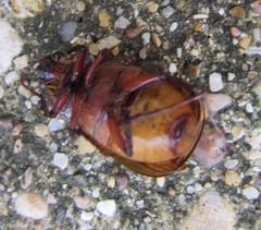 Phyllophaga crinita