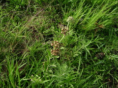 Oxypetalum arnottianum