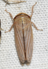 Athysanus argentarius
