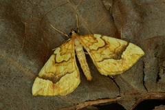 Eulithis mellinata