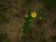 Hysterionica jasionoides