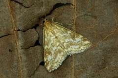 Evergestis frumentalis