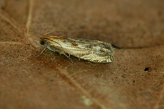 Eucosma cana
