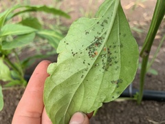 Aphidoletes aphidimyza