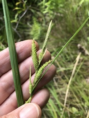 Carex mitchelliana