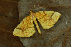Eulithis mellinata