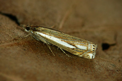 Crambus ericella