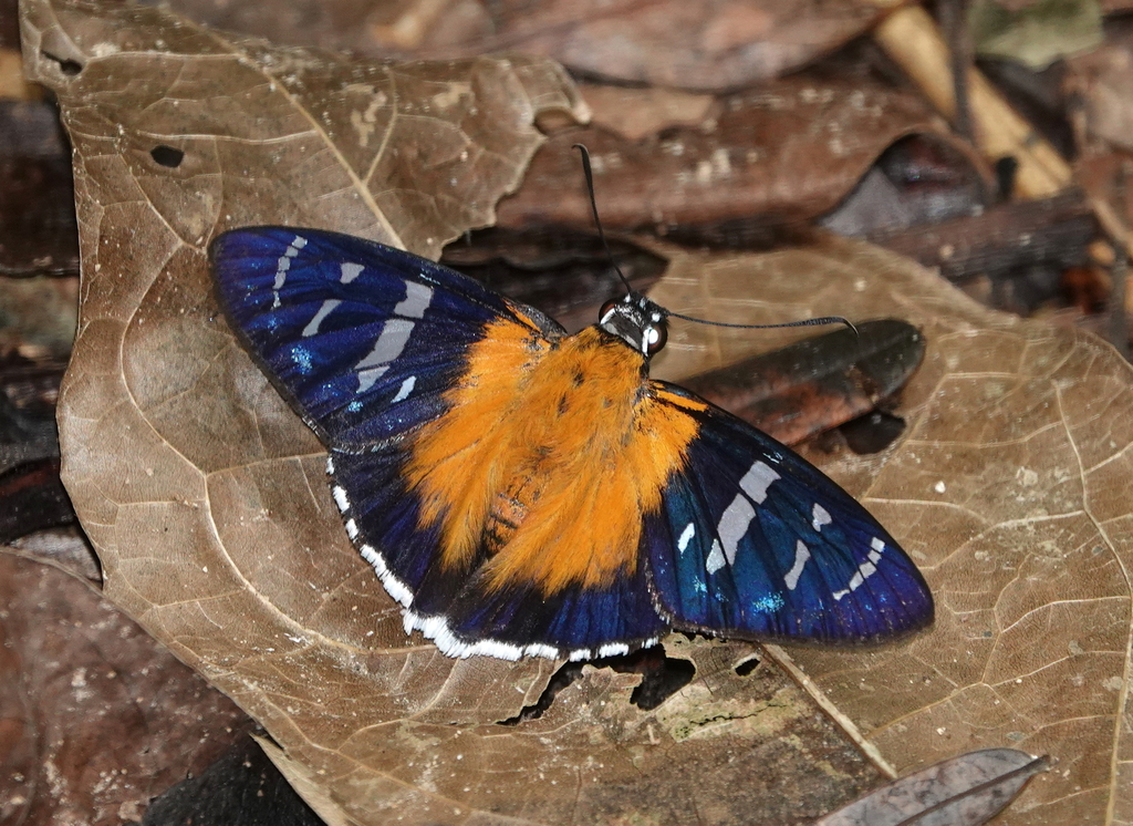 Tarsoctenus corytus