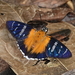 Tarsoctenus corytus - Photo (c) desertnaturalist, algunos derechos reservados (CC BY), subido por desertnaturalist