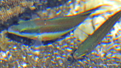 Stethojulis balteata