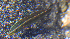 Stethojulis balteata
