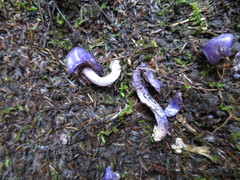 Cortinarius coneae