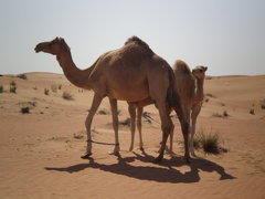 Camelus