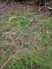 Campanula californica