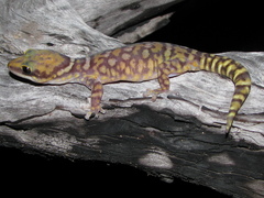 Northern Spotted Velvet Gecko photo 3