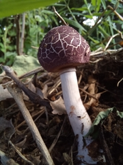 Leucoagaricus lilaceus