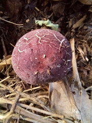 Leucoagaricus lilaceus