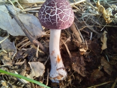 Leucoagaricus lilaceus