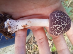 Leucoagaricus lilaceus