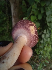 Leucoagaricus lilaceus