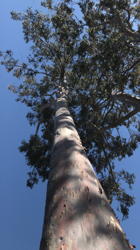 photo of Spotted Gum (Corymbia maculata)