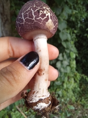 Leucoagaricus lilaceus