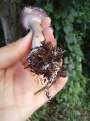 Leucoagaricus lilaceus