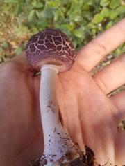 Leucoagaricus lilaceus
