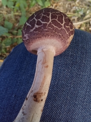 Leucoagaricus lilaceus