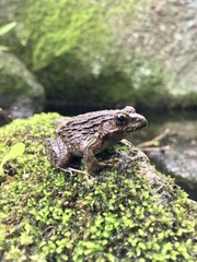 Glandirana rugosa