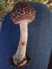 Leucoagaricus lilaceus