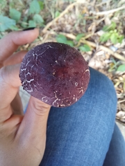 Leucoagaricus lilaceus