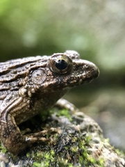 Glandirana rugosa