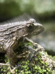 Glandirana rugosa