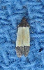 Anacampsis coverdalella