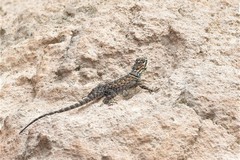 Sceloporus minor