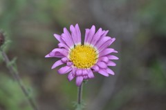 Xanthisma gymnocephalum