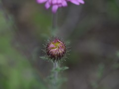 Xanthisma gymnocephalum