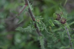 Xanthisma gymnocephalum