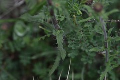 Xanthisma gymnocephalum