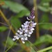 Eastern Sampson's-Snakeroot - Photo (c) Sharleen, some rights reserved (CC BY-NC), uploaded by Sharleen