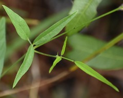 Orbexilum psoralioides